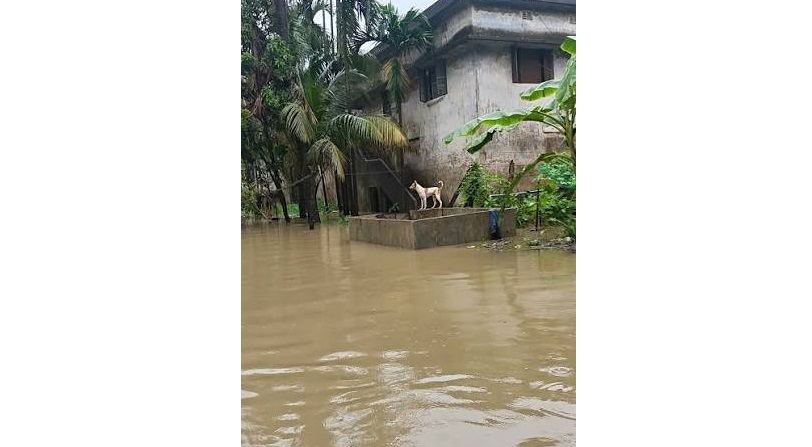 'বৃষ্টির দিনে সবুজ বন্ধুরা'